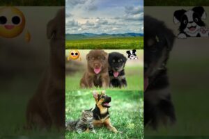 Meet the World's Cutest Puppies