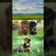 Meet the World's Cutest Puppies