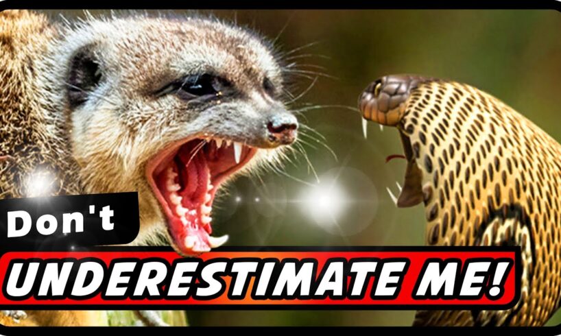 Mongoose Vs Black Mamba: Who Wins? Crazy Animal Fights! | Absolute Nature