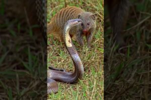"Mongoose vs Cobra! | Epic Fight for Survival" #animal #snake #wildlifeentertainment