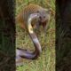 "Mongoose vs Cobra! | Epic Fight for Survival" #animal #snake #wildlifeentertainment