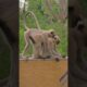 Monkey eating playing #animals #god #hanuman #bajrangbali #langoor #viral #trending #manjulapatel