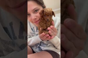 Morning Routine with New Pup 🌅