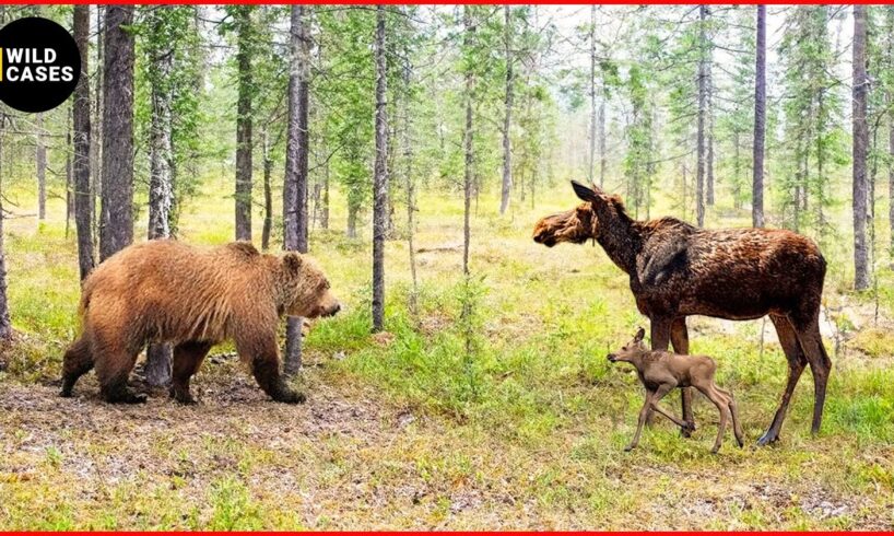 Most Unbelievable Attacks of Grizzly Bear Caught On Camera | Real Animal Fights