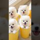 Most cutest puppies together💖🤩 #cute #baby #toys #cutebaby #barkingbliss #dog #babyanimals #pets #4k