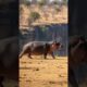 Mother Hippo Defends Her Calf From Vicious Lion Attacks! #wildlife #animals #rescue