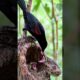 Mother bird fight python snake to protect it's chicks in the tree! #animals #shortsvideo #shorts