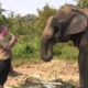 Music for an Elephant - Thailand