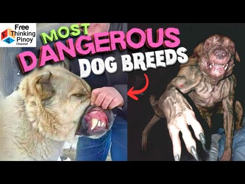 NEW🌟 PART 7 Mga Delikadong Breed ng Aso (Cute Puppies of Dangerous dogs)