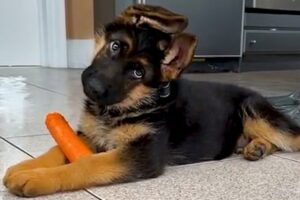 New Cute And Funny German Shepherd Puppy will make you LAUGH YOUR HEAD OFF😂