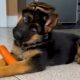 New Cute And Funny German Shepherd Puppy will make you LAUGH YOUR HEAD OFF😂