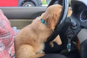 New FUNNY PUPPIES 2025 will make you LAUGH YOUR HEAD OFF😂
