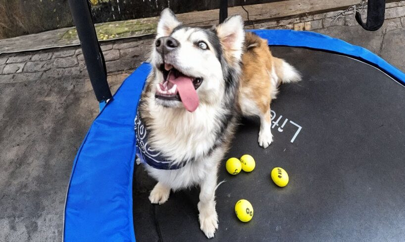 No One Could Handle This Husky — Until the Trampoline Changed Everything
