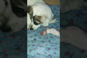 🐶✨ Our Dog Became a Mommy | New Born Puppies | Cutest Puppy Video 🐾💖#newbornpuppy #pomaranian #cute