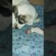 🐶✨ Our Dog Became a Mommy | New Born Puppies | Cutest Puppy Video 🐾💖#newbornpuppy #pomaranian #cute