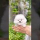 Perfect teacup Pomeranian #puppy #teacuppomeranian #pomeranian #pomeranianpuppy #pomeraniandog