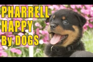Pharrell - Happy (Puppy & Doggy Version)
