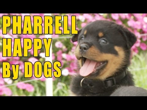 Pharrell - Happy (Puppy & Doggy Version)