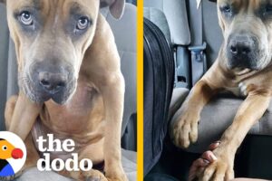 Pittie Keeps The Toy From The Day She Was Rescued | The Dodo