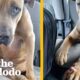 Pittie Keeps The Toy From The Day She Was Rescued | The Dodo