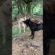Playing #dog #dogfunny #dogvideo