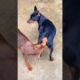 Playing #dog #dogfunny #dogvideo #animals