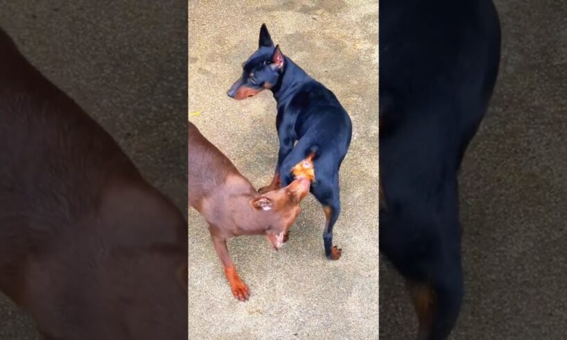 Playing #dog #dogfunny #dogvideo #animals