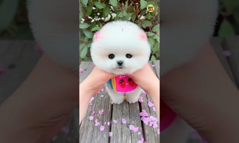 Pomeranian dog price in India | cute puppies #shorts #trending #cutepet #cutedog #rajesh5g