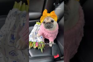 Pretty little baby 🥰🌸🩷 #pug #dog #cute