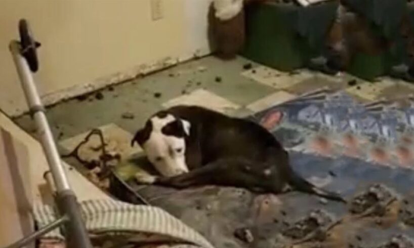 Psychopath Kept Dog For Over A Year - Challenged The Entire USA...."Who Dare To Come Here, Save It"!