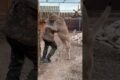 Puma Braige knocked Anton down for the first time!!!  #animals #braige #cat