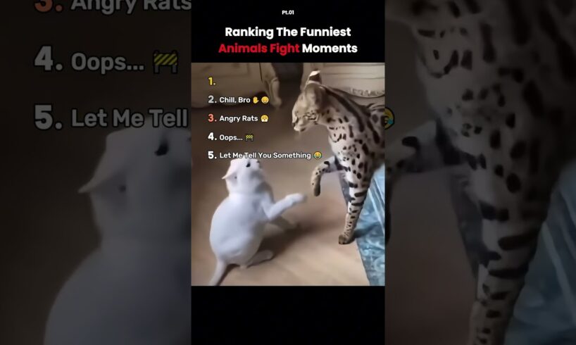 Ranking the Funniest Animal Fight Moments 😂