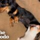 Rescue Kitten Thinks Dachshund Is His Mom And Nurses On Her | The Dodo