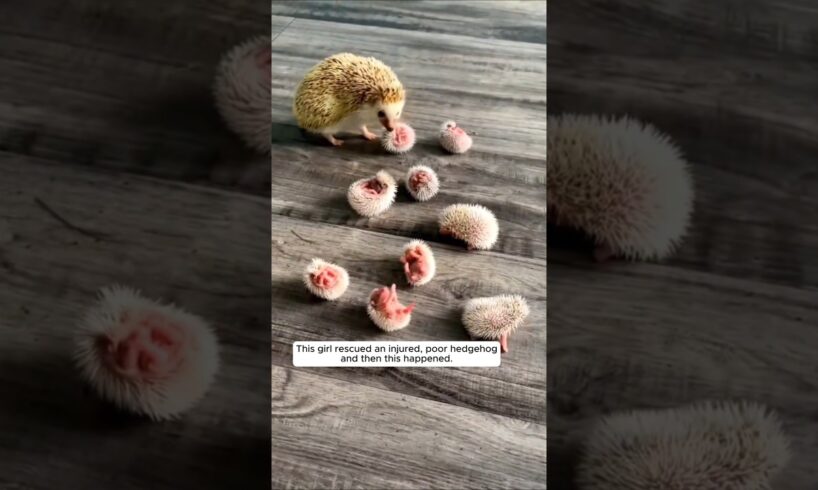 Rescue a hedgehog, and then #animalshorts #shortvideo #animalrescue