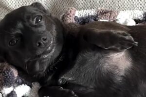 Rescue dog looks at mom with sweetest smile