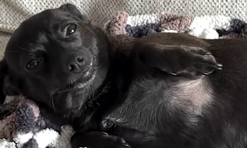 Rescue dog looks at mom with sweetest smile