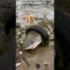 Rescuing a stranded shark trapped in ocean trash