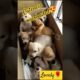 Saaiyyara Vibes with the Cutest Puppies 🐾❤️. #love  #viral  #ytshorts #youtubeshorts  #cute #puppy