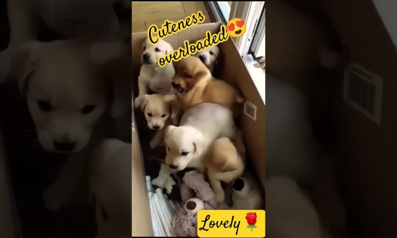 Saaiyyara Vibes with the Cutest Puppies 🐾❤️. #love  #viral  #ytshorts #youtubeshorts  #cute #puppy