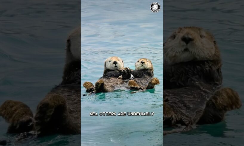 Sea Otters 🦦 They Hold Hands For This Reason!