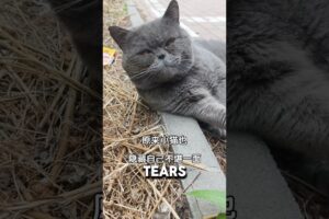 She Tried To Hide Her Tears After Owner's Betrayal💔#catshorts #catvideos #catlovers