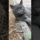 She Tried To Hide Her Tears After Owner's Betrayal💔#catshorts #catvideos #catlovers