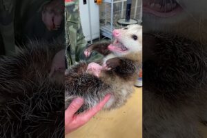 She rescued a sick opossum, and what happened next was incredible.