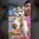 Siberian Husky Puppy Sell Low Price. #pets #dogbreed #shortvideo