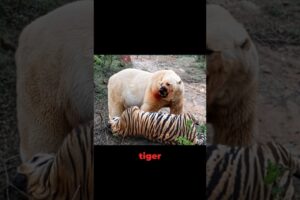 Siberian Tiger VS Polar Bear Meet in The Wild! - Blondi Foks #shorts