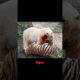 Siberian Tiger VS Polar Bear Meet in The Wild! - Blondi Foks #shorts