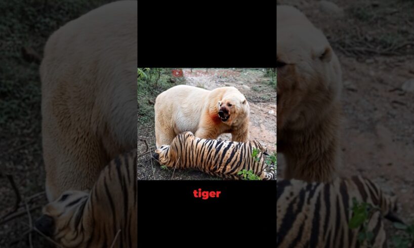 Siberian Tiger VS Polar Bear Meet in The Wild! - Blondi Foks #shorts