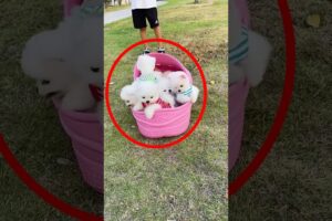 So Many Cute Puppies Are Sitting In This Big Slipper #short #ytshort #viral #trending #new