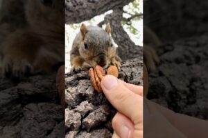 Squirrel Fishing with Big Nuts the Squirrels #animals #games #play #feed #reels #food #sports #mlbb