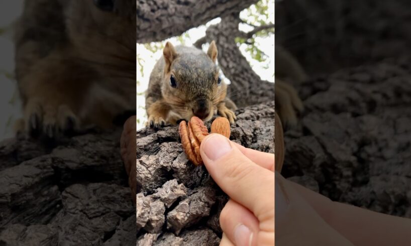Squirrel Fishing with Big Nuts the Squirrels #animals #games #play #feed #reels #food #sports #mlbb